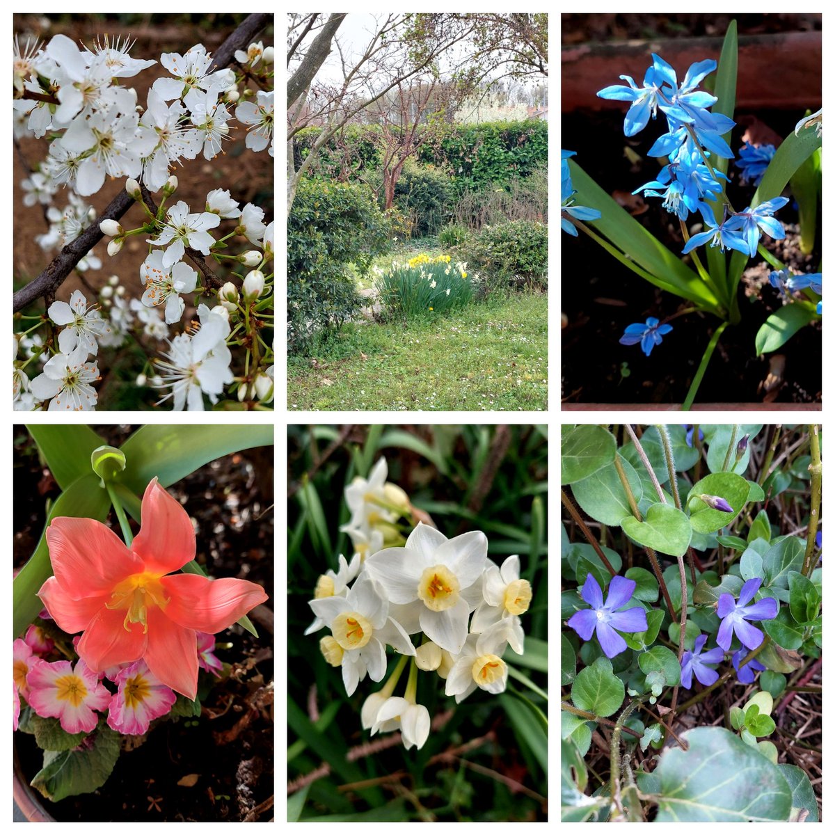 From my garden today: Prunus, Narcissus,  Scilla, Tulip, Primroses, Vinca #GardensHour #flowers #garden #GardeningTwitter #spring #welcomespring 🌿💮🌿🌼🌿🌸🌿