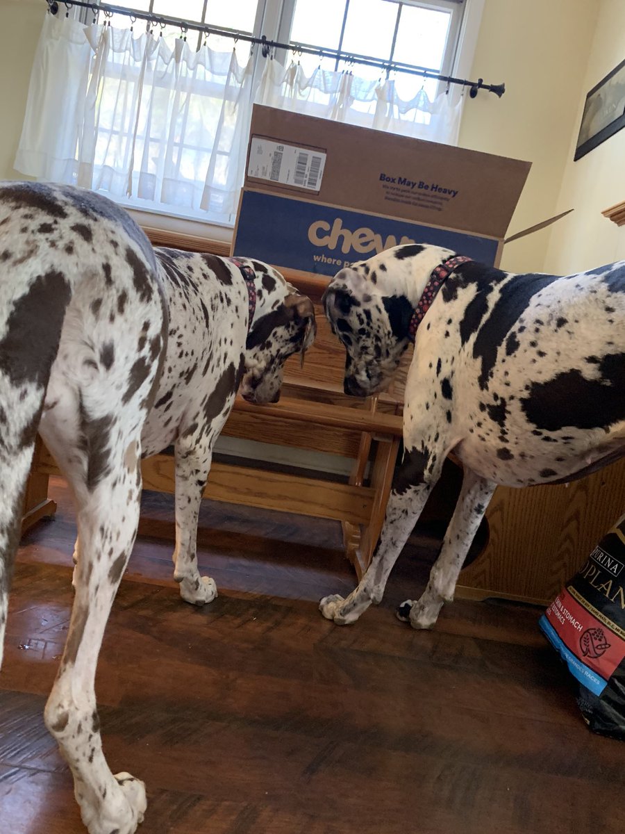 pmohs's tweet photo. @Chewy @ProPlan @dog_feelings @gotdaneluv the insane amount of drool around the Chewy box! #DANEtastic #ProPlanDogs #ChewyDelivery #FionaMaryJane #AdoptDontShop https://t.co/GYXg3GwspY