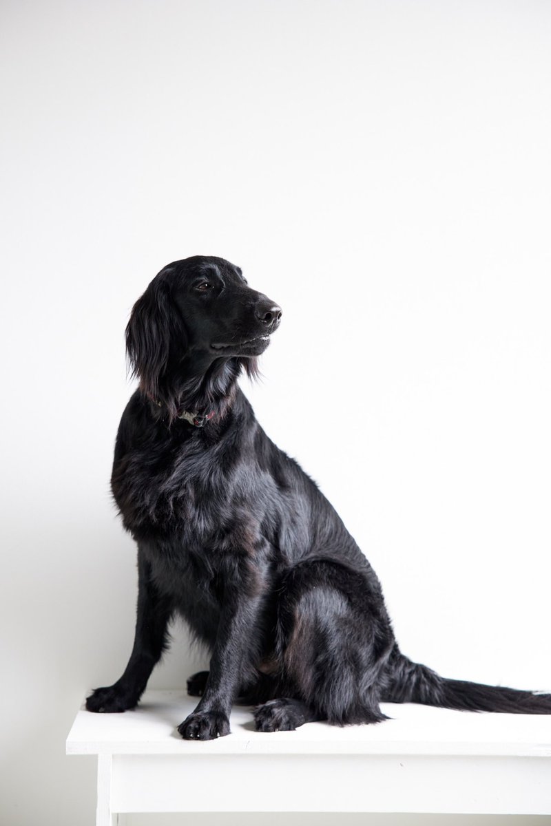 ウィル　もうすぐ2歳になります。
モデル初挑戦❗️❗️