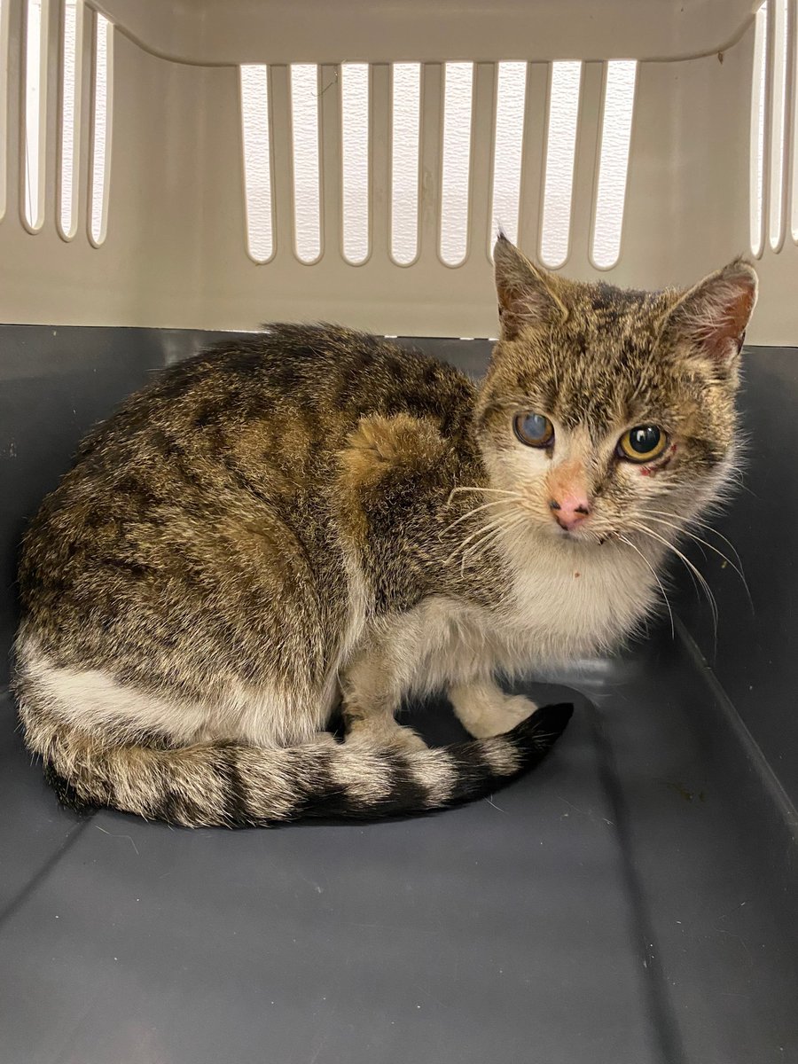 Guelph Lost Pets on Twitter "Brown tabby & white short hair female cat