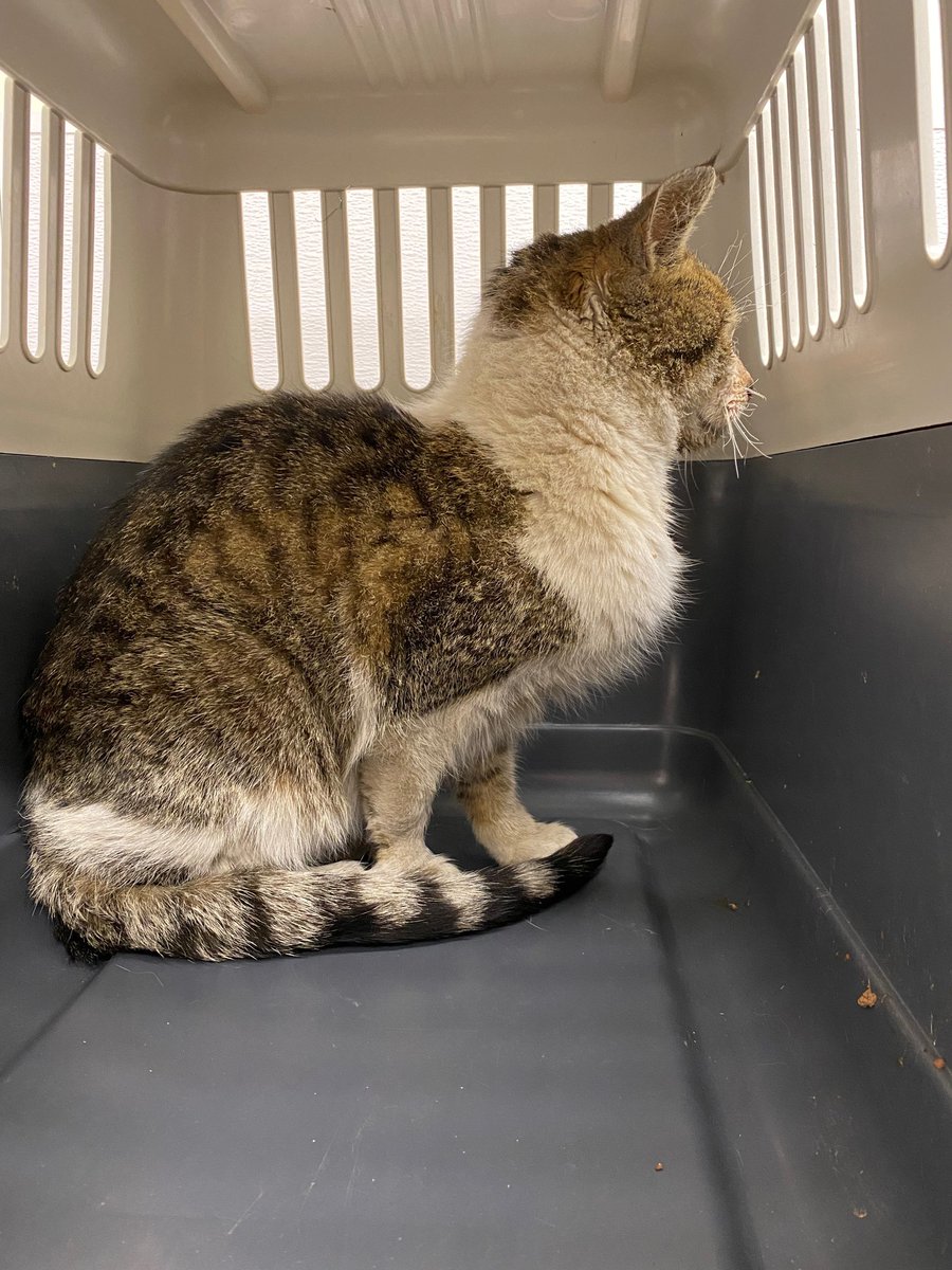 Guelph Lost Pets on Twitter "Brown tabby & white short hair female cat