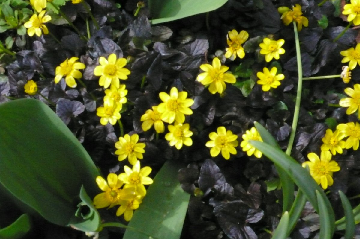 SLGardens's tweet photo. Shiny dark foliage and masses of golden flowers are a joy in March, I know some people think Ficaria are weeds but they give joy and then disappear leaving space for something else
#GardensHour #SpringFlowers #GardenJoy #OpenGarden #DarkFoliage https://t.co/Z5WafRMkqG