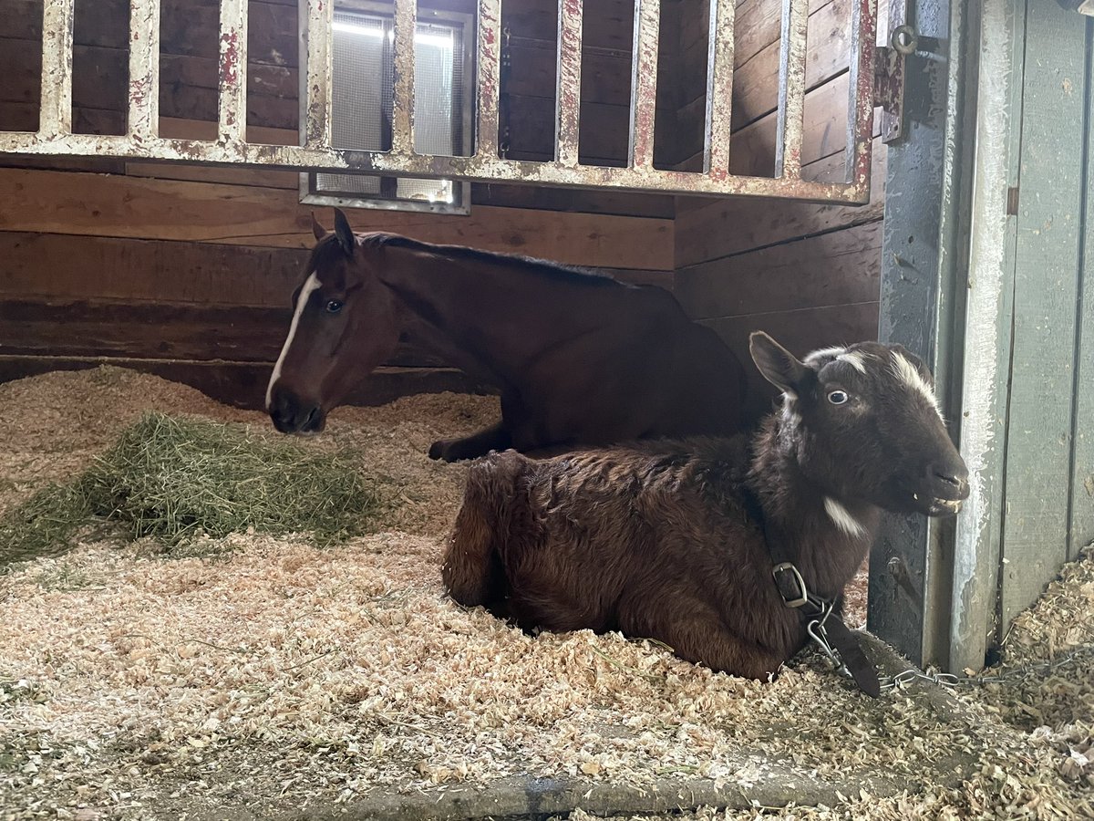 TheMichelleYu's tweet photo. Everyone is snoozing this overcast afternoon. @santaanitapark https://t.co/WMg1pQclJ1