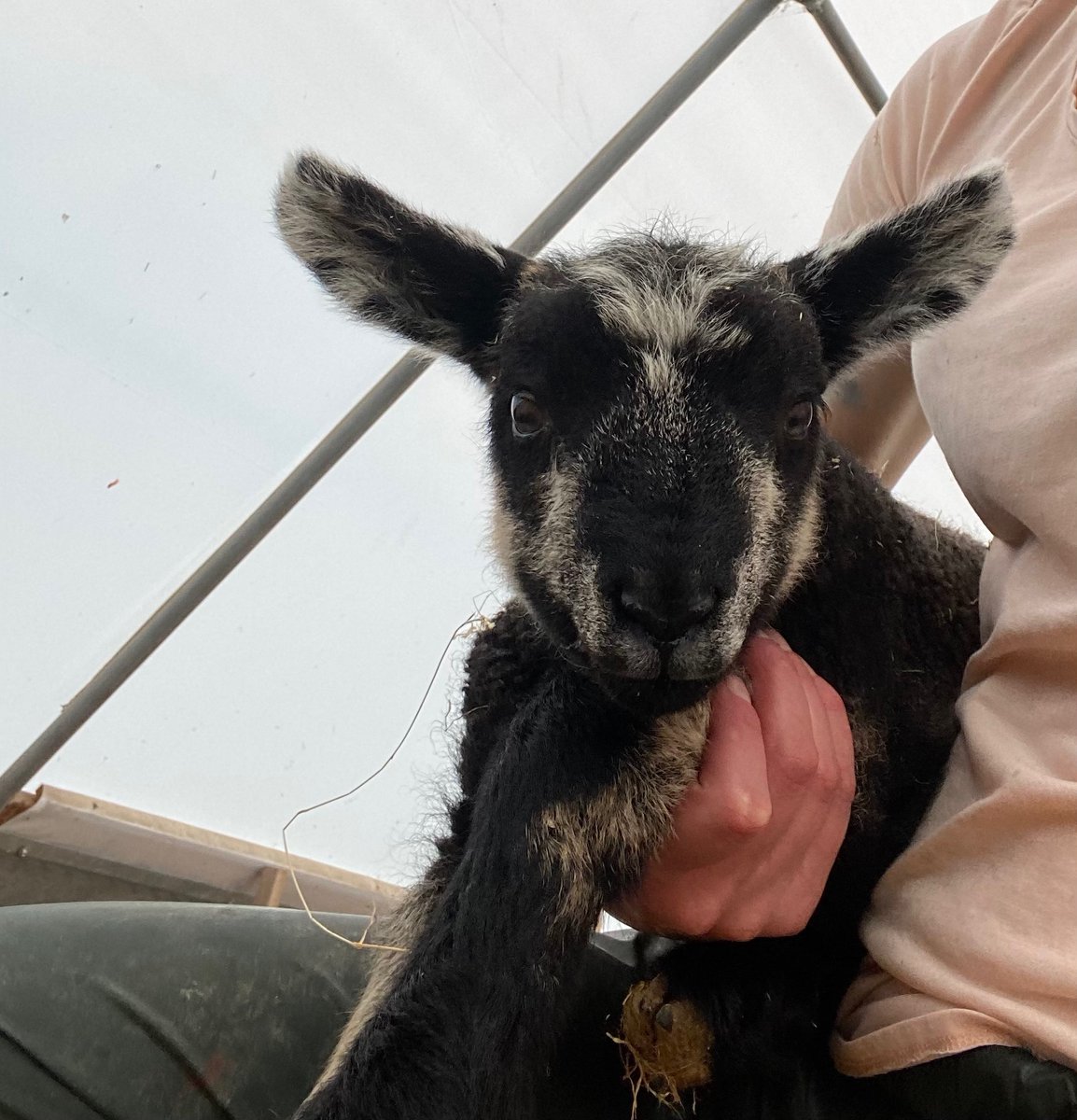 chloemckee's tweet photo. Lambing in full swing and what a cool dude this guy is 😎 😍 https://t.co/IOAoewqwva