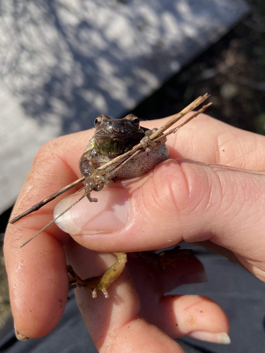 hoppy #worldfrogday ! here's your sign to give treefrogs little sticks to use as swords