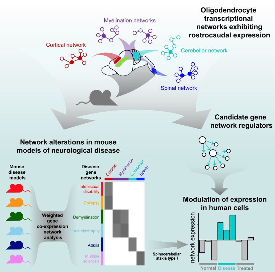 "Alterations in oligodendrocyte transcriptional networks reveal region-specific vulnerabilities to neurological disease" in <a href="/iScience_CP/">iScience journal</a> sciencedirect.com/science/articl…
<a href="/TommasiniDario/">Dario Tommasini</a> @rachelgiulia <a href="/Kathie0309/">KJ</a> collaboration with <a href="/HinmanLabUCLA/">Jason Hinman</a> <a href="/NAF_Ataxia/">National Ataxia Foundation</a> <a href="/UCLAHealthNews/">UCLA Health News</a> <a href="/UCLANeurology/">UCLA Neurology</a>