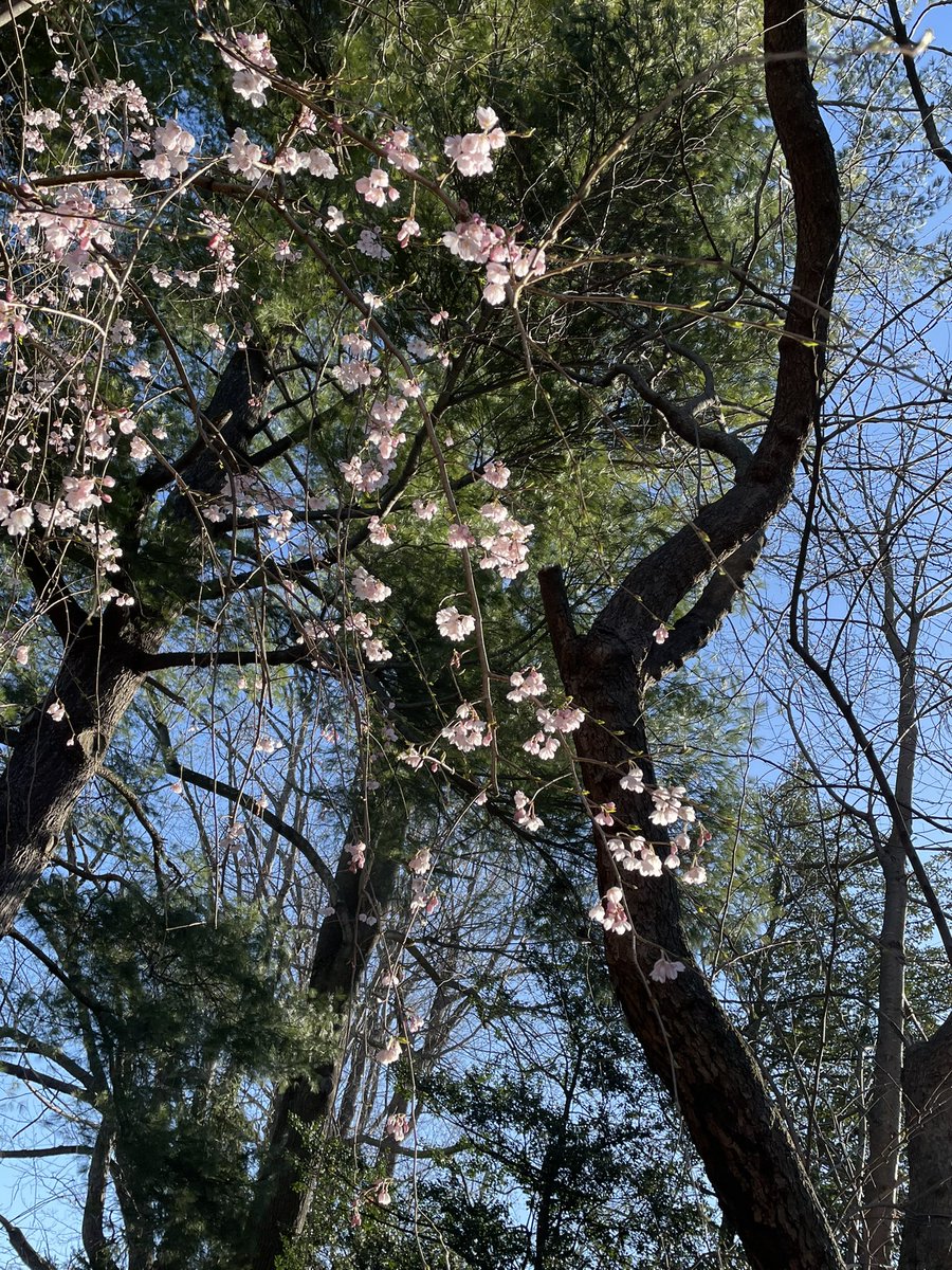 Happy #vernalequinox!