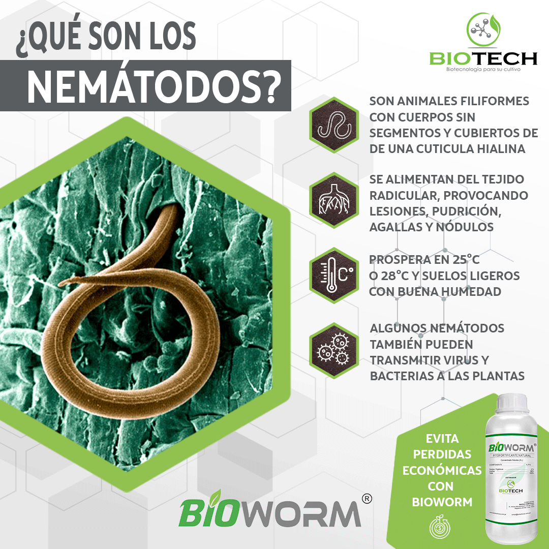 Los nemátodos son una plaga común en los cultivos y pueden causar daños significativos a las plantas si no se controlan adecuadamente. #agricultura #bioestimulantes #biocontrol #Perú #Biotecnologia #agriculturanatural #desarrollosostenible #investigacion #InnovaciónAgroindustrial