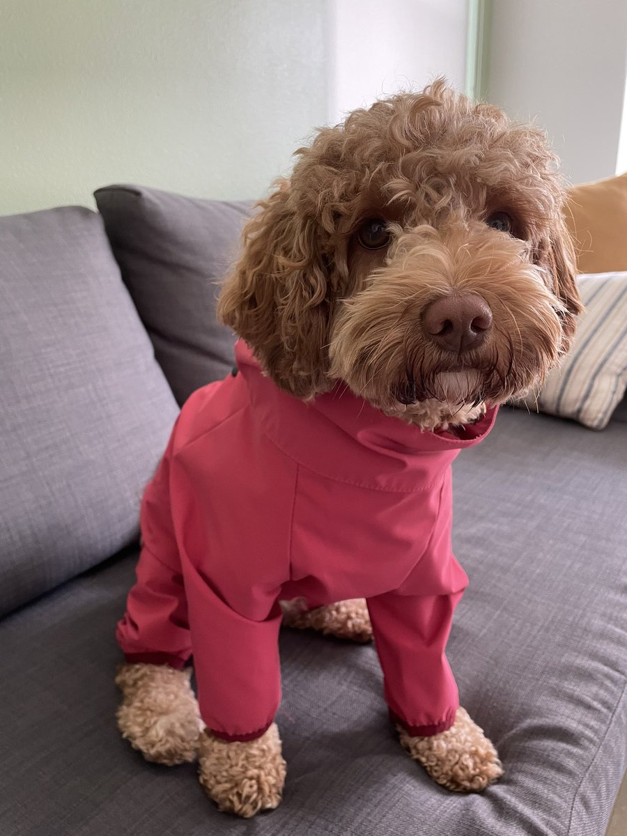 Discovered a rain jacket with sleeves for my pooch (thanks @HealthySpot 🛍️)