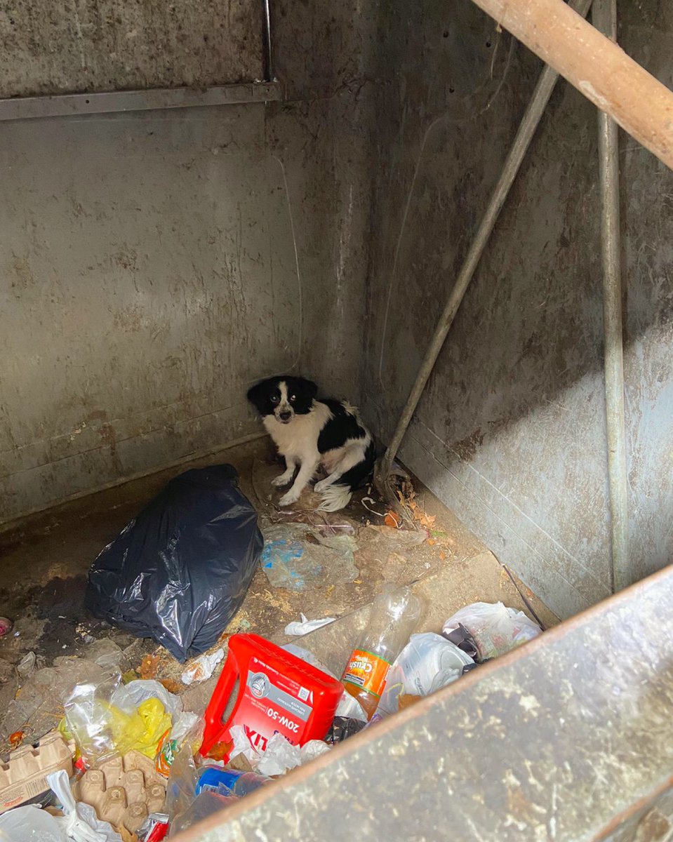 PoliciaCiudadBA's tweet photo. Los oficiales Santiago Quiroga y Darío Sandez respondieron a la denuncia de una vecina y rescataron a un perrito abandonado en el interior de un contenedor de basura. https://t.co/57VVQPWQzx