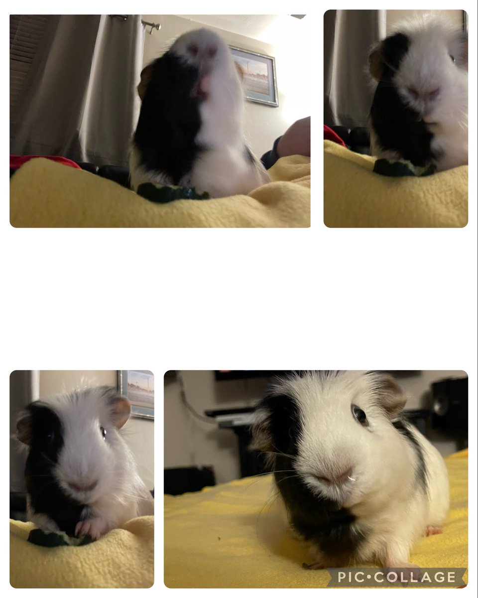 Guinea Pig Central tweet media