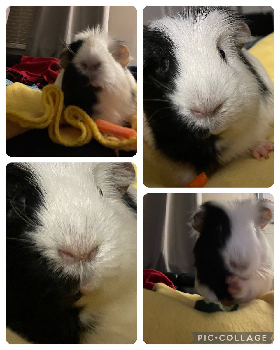 Guinea Pig Central tweet media