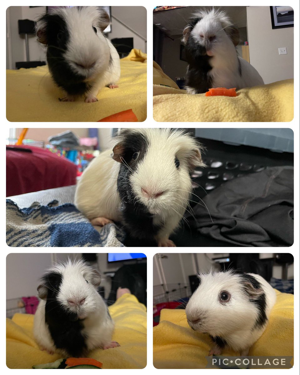 Guinea Pig Central tweet media