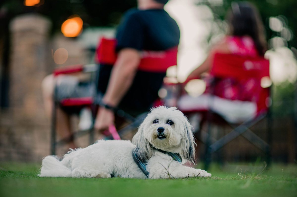 WaverlyCary's tweet photo. We had a doggone good time at our Pups, Pints &amp; Play event! Thank you to everyone that came to enjoy the cuteness overload. 😍 https://t.co/huq9UJmla6