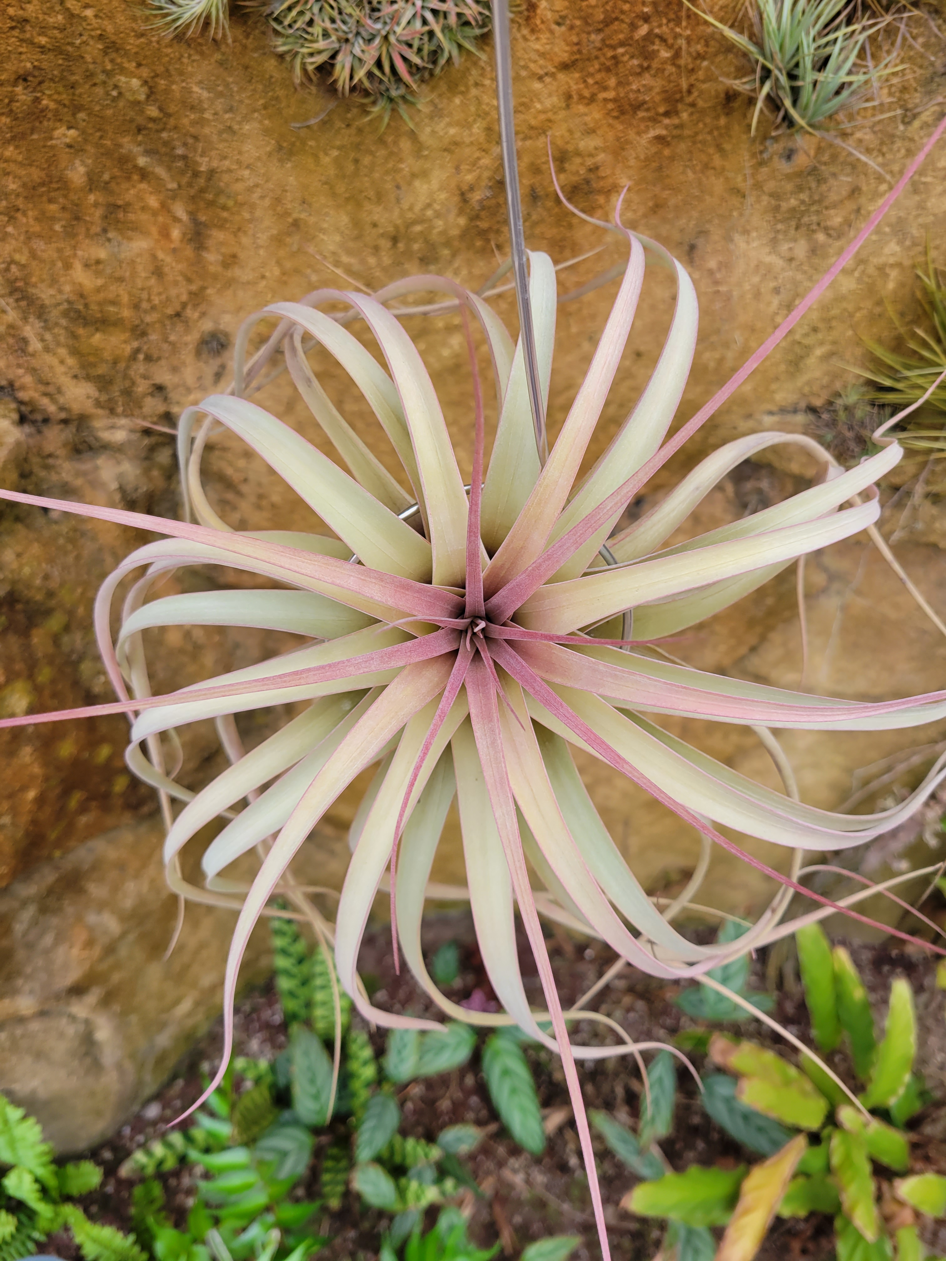 ティランジア Ty fatso Rainforest Flora Rainforest Flora – Airplants, Tillandsia, Staghorn Ferns & More