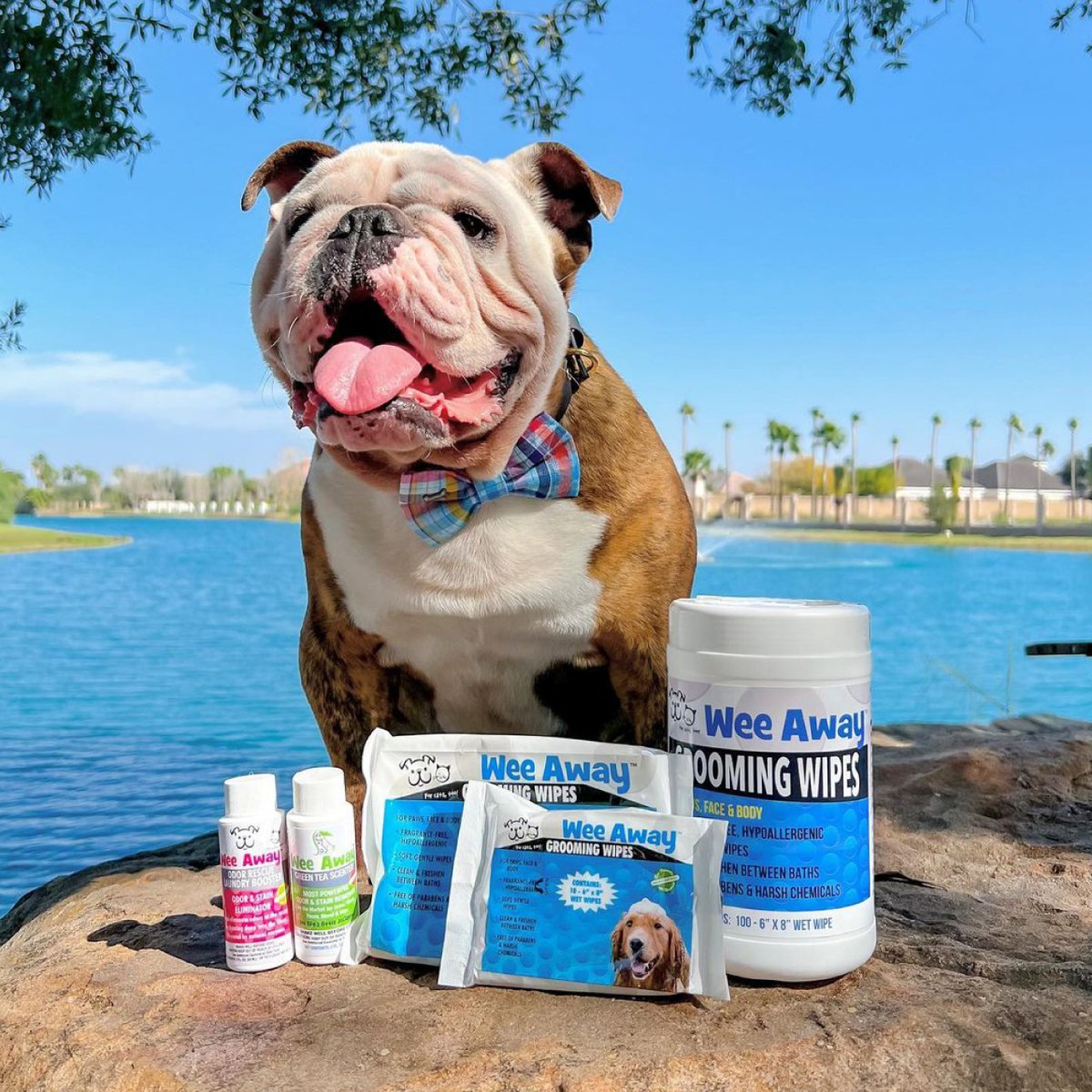 ✨Looking to elevate your brand's online presence?✨  We work with top influencers in the pet industry to get your product in front of their engaged followers. DM us today to learn more! 🐶💙
.
.
.
#springtime #englishbulldog #springishere