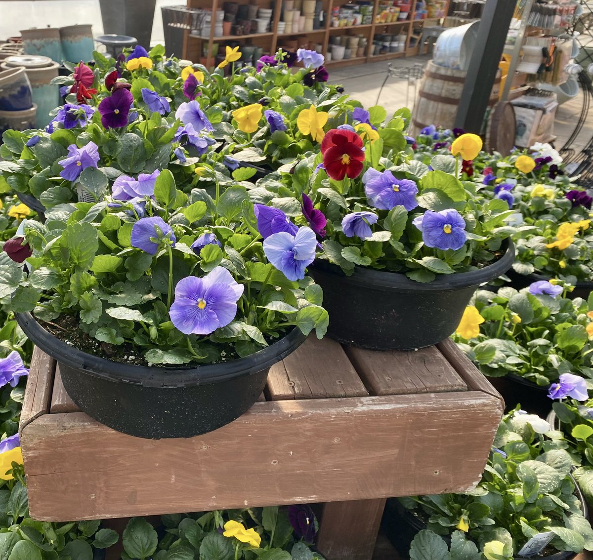 Step into spring with us! 🌼 Pansy Bowls are in full bloom at Pahls Market, so come show them some love and take your pick! 

pahls.com

#PansyBowls #PansyPower #shoppahlsmarket #pahlsplanted