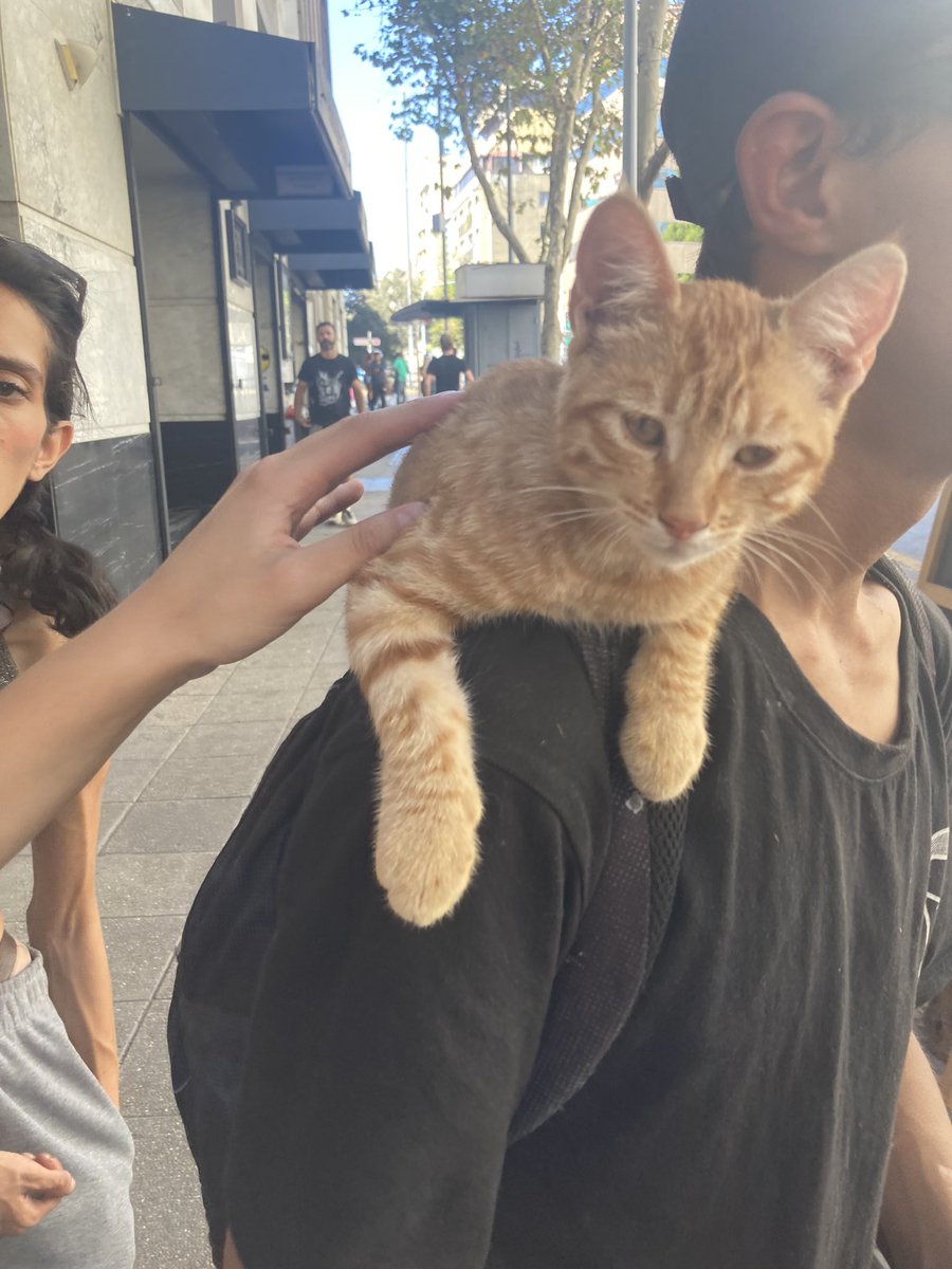 OfeliaHipolita's tweet image. OJO con la pareja que droga gatitos para pedir plata en lastarria/bellas artes yo caí y dsp me contaron :( creo que el otro se murió :(