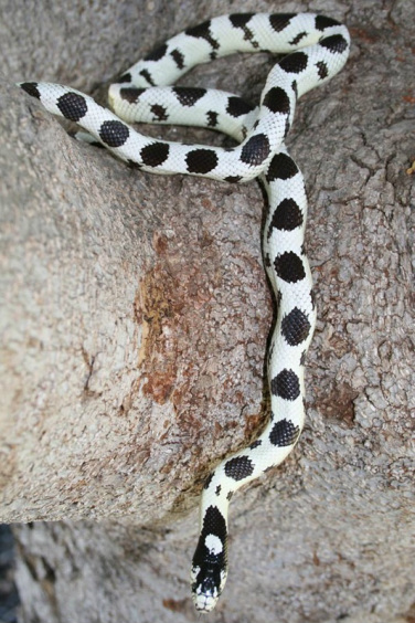 random_snakes's tweet photo. #IReallyWantToBringBack Regular games of #MatchTheSnake 🤪🐍🎨🖼️ https://t.co/Tm4GrX5dHj