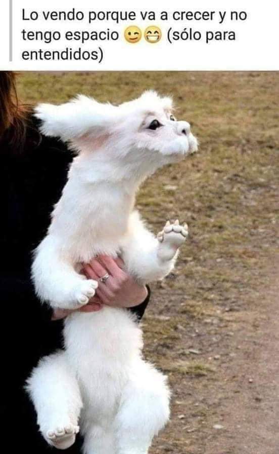 Yooo lo quierooo en mi techo sería feliz 🥰