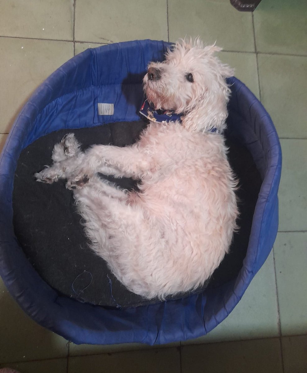 Hola buenas tardes!  
POR FAVOR, ¿quién ha visto a Pai?
Se extravió en el Poblado, #Girón #Bucaramanga. 
Llevaba puesta una pañoleta azul. 
Recompensa a quien lo encuentre!!!