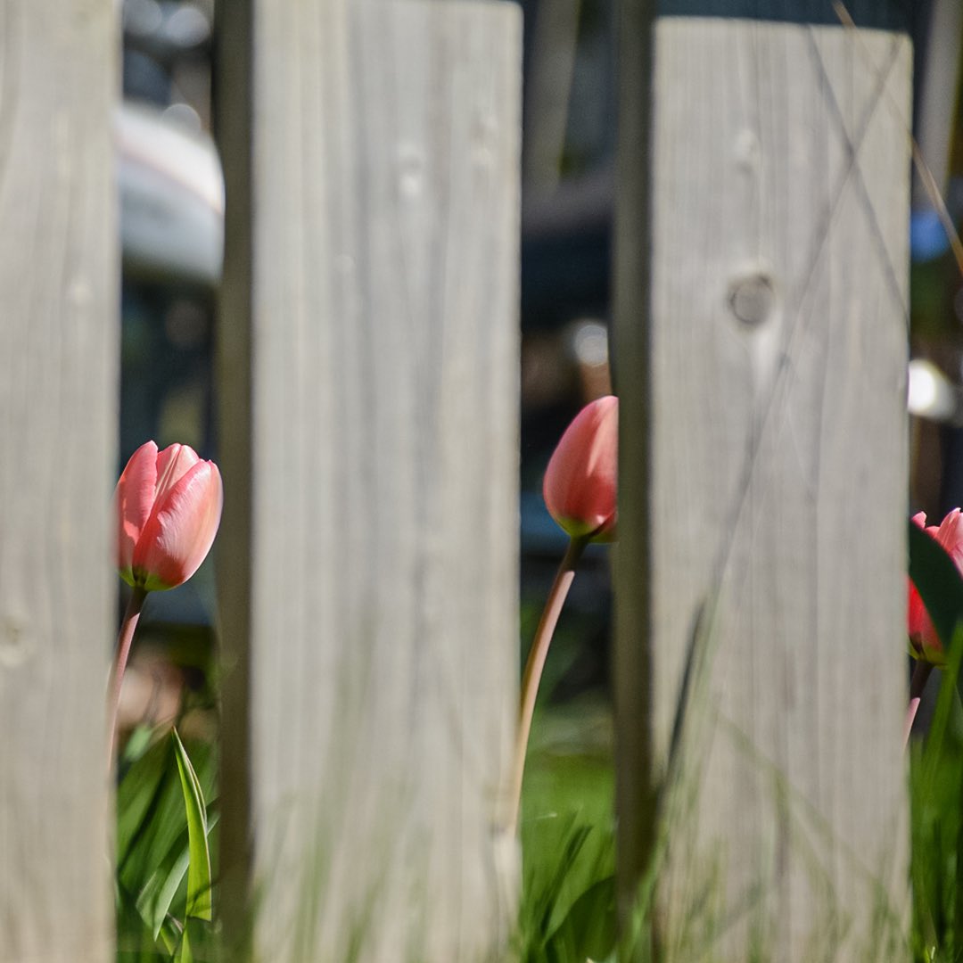 warlockmediawiz's tweet photo. 🌷 👁 Spring Peek 👁 🌷
Happy #SpringEquinox, #flowerchildren !
🌺
Let’s give a
warm welcome
to #Spring2023
as the earth enters
a stage of thaw
to greet the rebirth
of foliage and flowers,
like the #perennial #tulip. https://t.co/fsf4HXRd6D