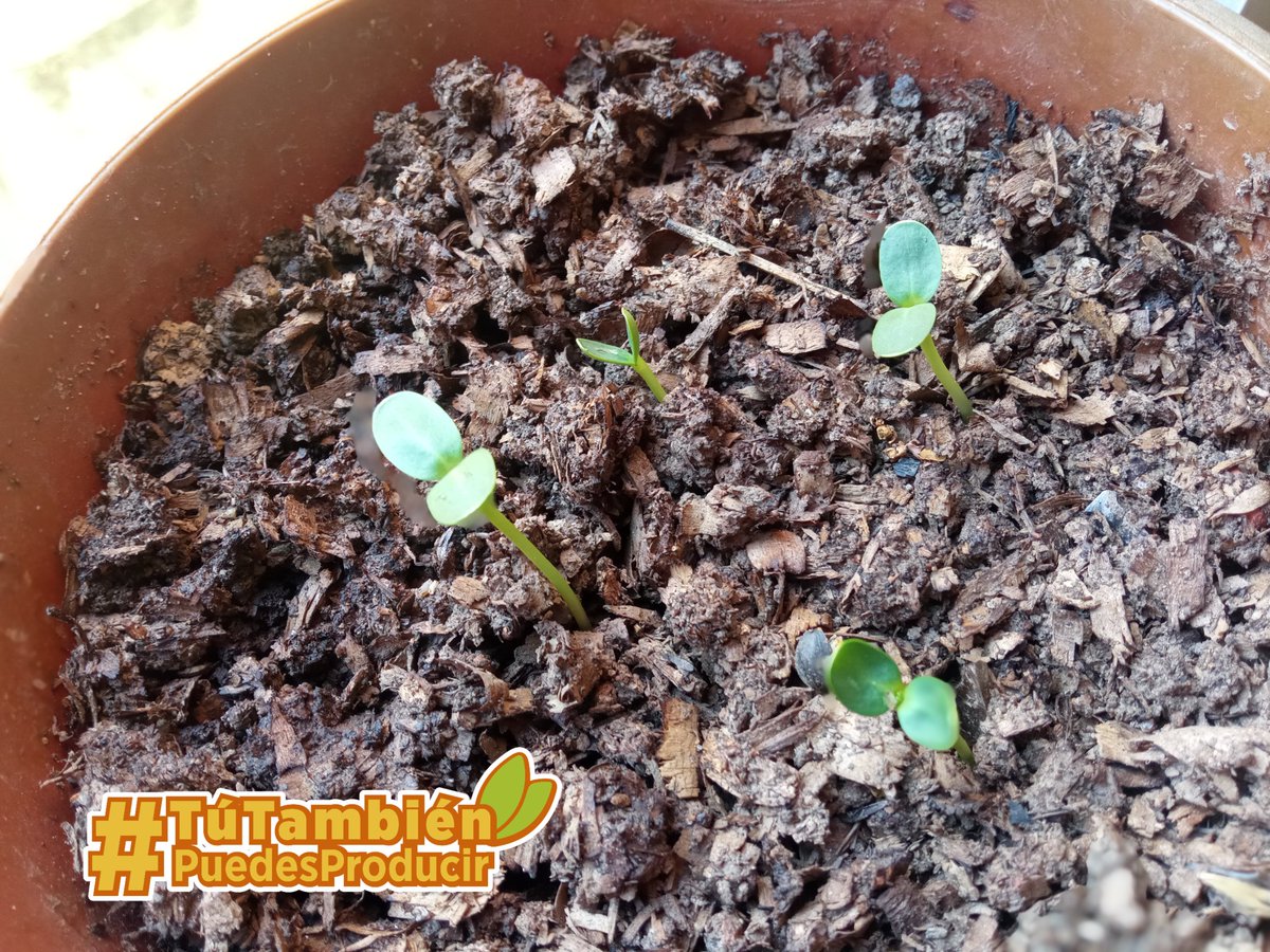 ¡Envíanos tu foto! 😻
Cuéntanos tu experiencia de producción como la que aquí nos llega, donde se ve la germinación de semillas de Girasol 🌻🌻🌻 

#TúTambiénPuedesProducir
#JuntosContraLasMafias
<a href="/NicolasMaduro/">Nicolás Maduro</a>