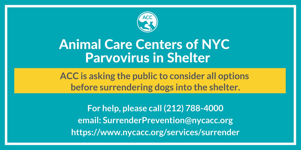 🚨Increase in dogs surrendered to ACC with parvovirus🚨
Parvo is contagious and potentially fatal in unvaccinated dogs. Reputable rescues vaccinate but backyard breeders and other sources of puppies coming into NYC are bringing this virus into our community at an alarming rate.