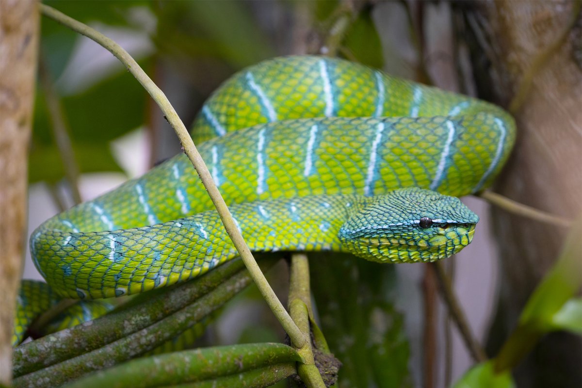 To promote healthy habitats for the keeled pit viper, the communities we support preserve the forests from logging and other activities by operating community-led patrols through protected areas. #conservation #wildlife #community