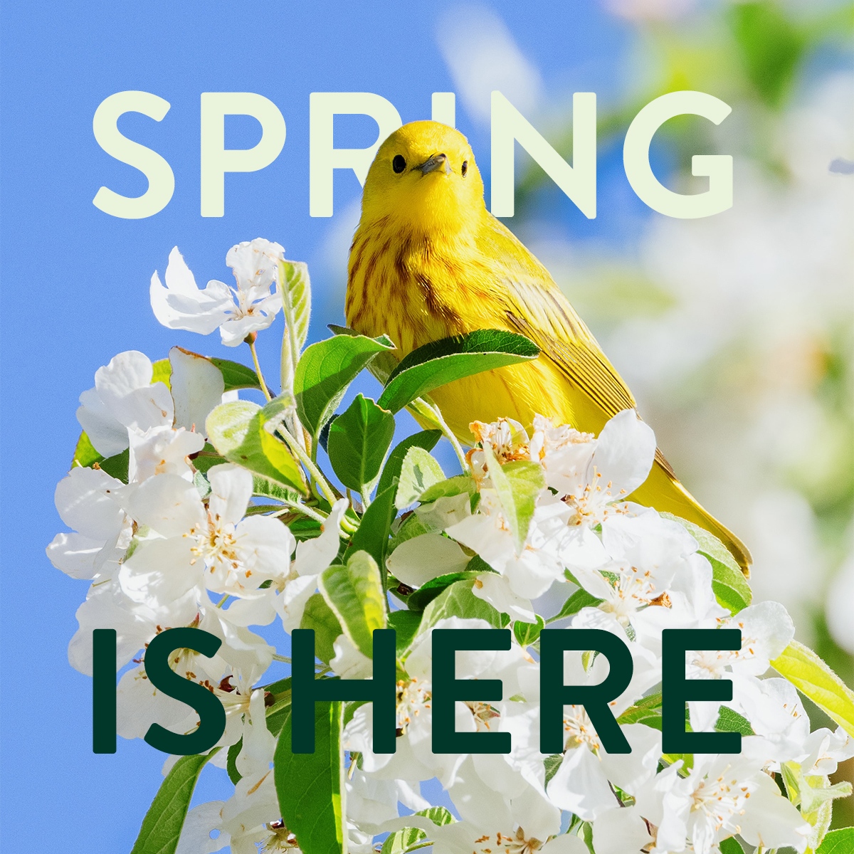 COGreenNOW's tweet photo. @progreenexpo: SPRING IS HERE! Who else can hear, smell, and feel this image?

#PGE2024 #ProGreen2024 #ProGreenExpo #Green #Nature #Landscape #Naturelovers #Trees #Flowers #Beauty #Arborist #Garden #Greenhouse #Parks #Nursery https://t.co/I8in9EVWkY