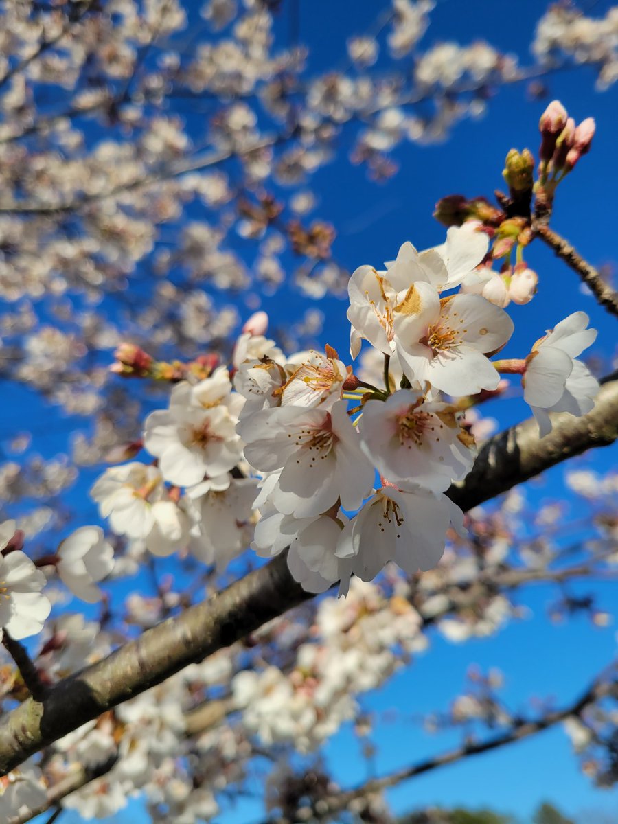 sarahkaybierle's tweet image. Happy Spring!

#FirstDayofSpring #springinvirginia