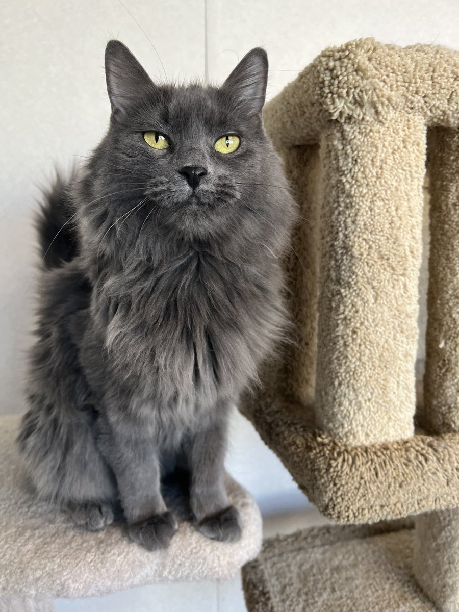 SAFE Team Rescue tweet media