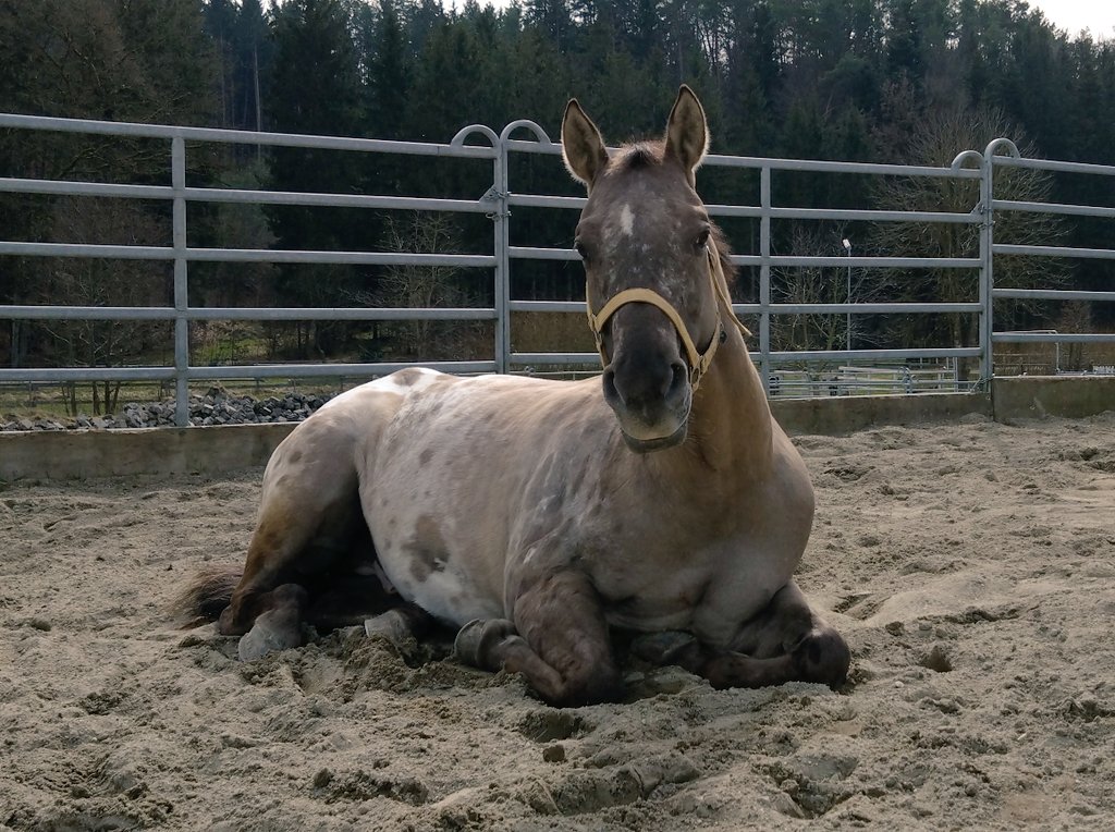 Der Esel hat sich gestern ein Mittagschläfchen in der Sonne gegönnt. Recht hat er, würde ich sagen! 😎🌞