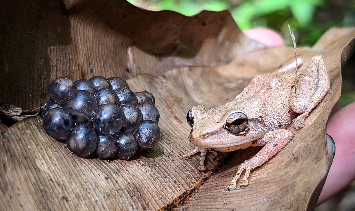 Resurfacing one of my favorite frog photos for #WorldFrogDay!! A male common coqui (Eleutherodactylus coqui) guarding a clutch of eggs (taken in Utuado, PR in June 2021).