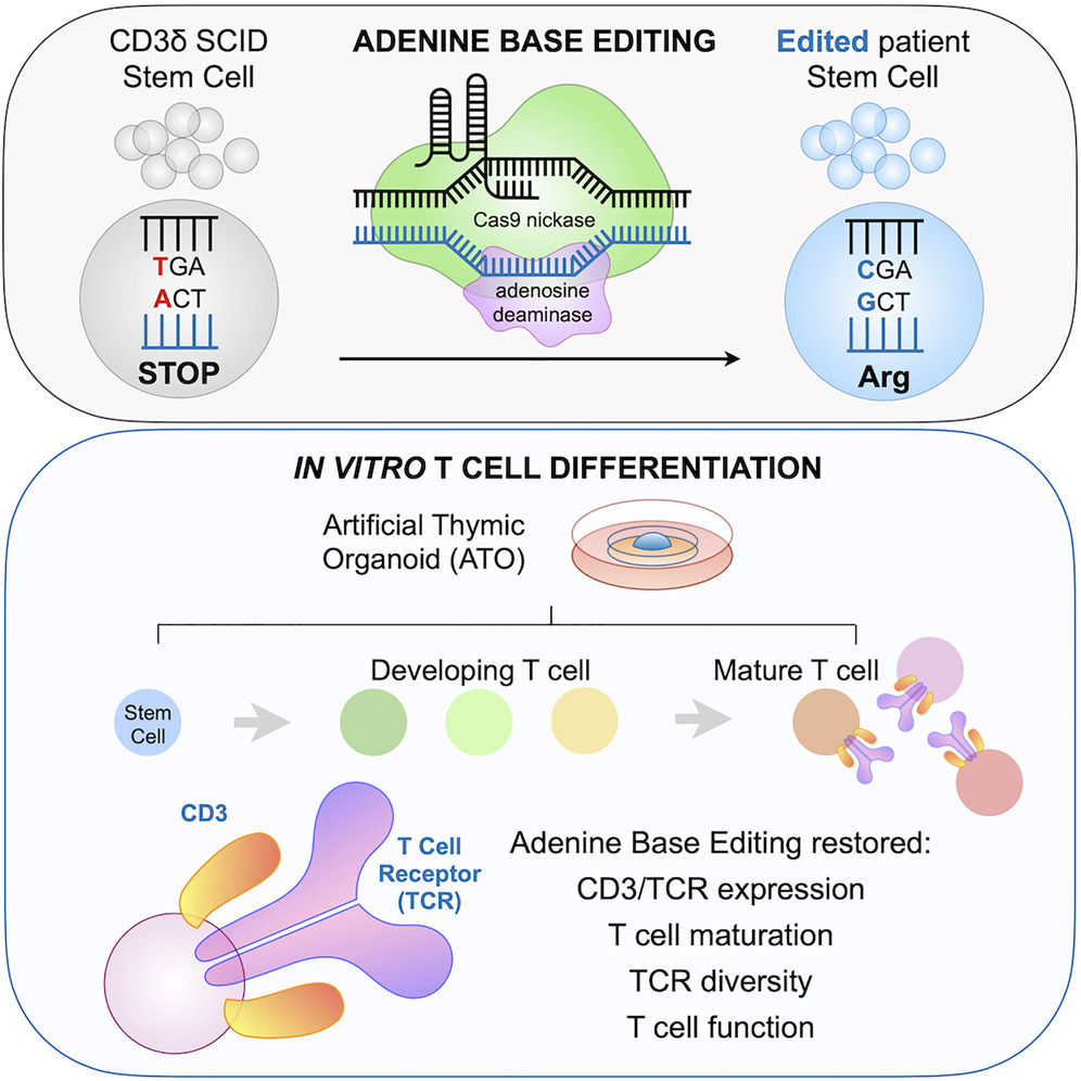Human Immunology News (@humanimmunenews) on Twitter photo ⏰ New in <a href="/CellCellPress/">Cell</a>! #TCells
Findings from the <a href="/Kohn_Lab/">The Kohn Lab UCLA</a> at <a href="/UCLAstemcell/">UCLA Broad Stem Cell</a> and collaborators suggest that #BaseEditing could correct the mutation which causes a rare form of #immunodeficiency.
📘 Paper: bit.ly/40lHKDL
📰 PR: bit.ly/42qfD8e ⏰ New in <a href="/CellCellPress/">Cell</a>! #TCells
Findings from the <a href="/Kohn_Lab/">The Kohn Lab UCLA</a> at <a href="/UCLAstemcell/">UCLA Broad Stem Cell</a> and collaborators suggest that #BaseEditing could correct the mutation which causes a rare form of #immunodeficiency.
📘 Paper: bit.ly/40lHKDL
📰 PR: bit.ly/42qfD8e