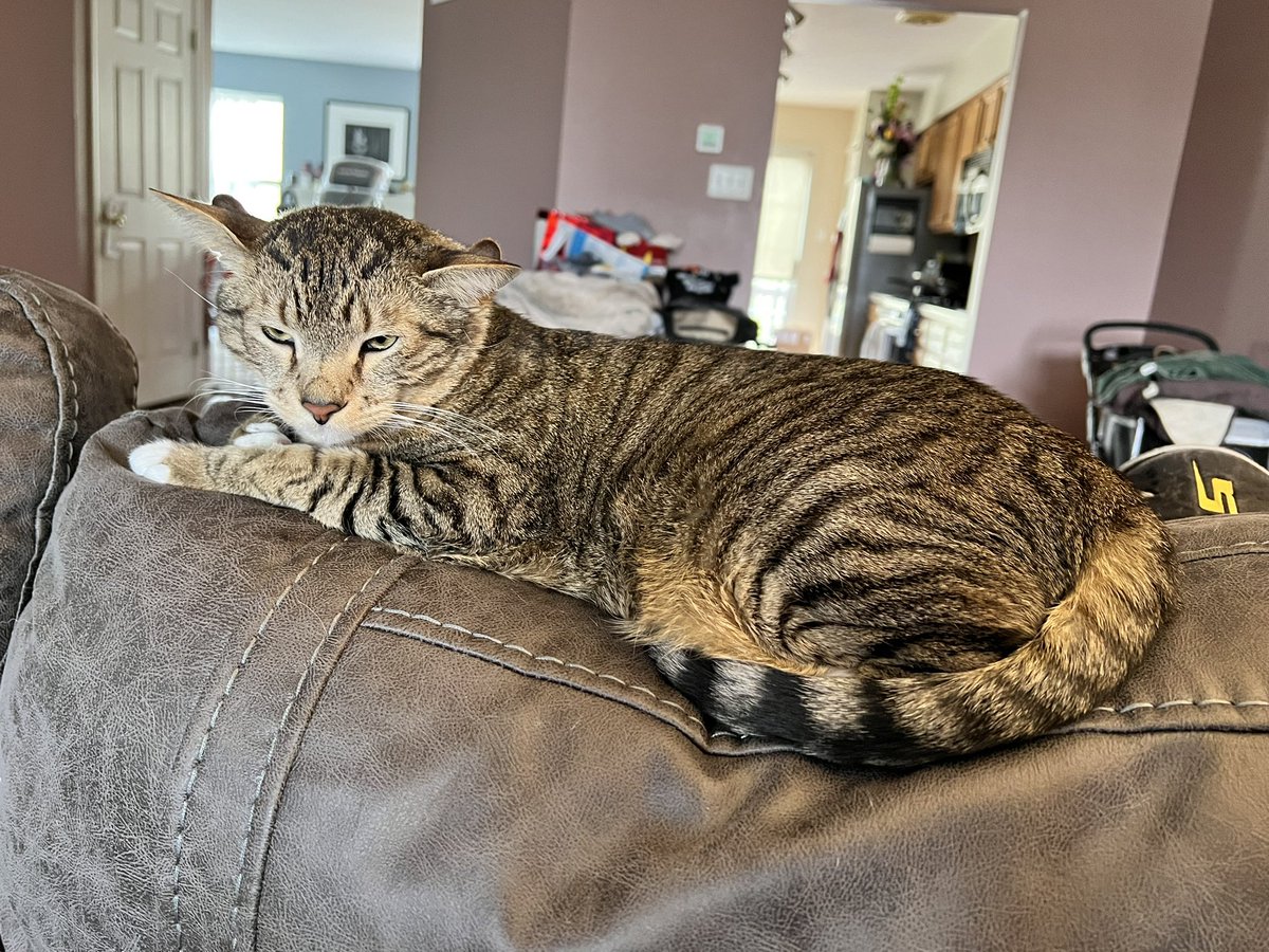 Monday mood..   #CatsOfTwitter #Cat