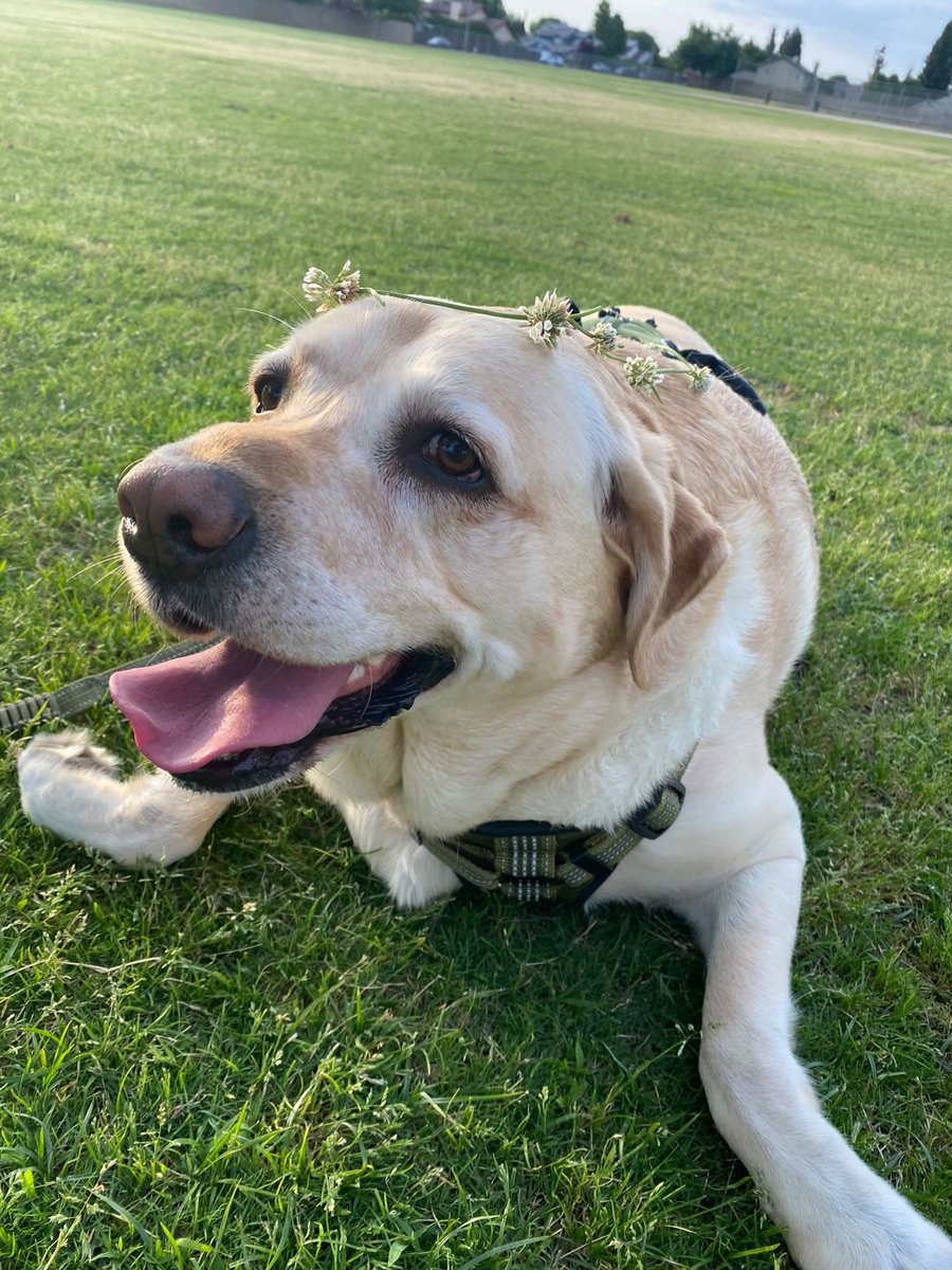 WeRateDogs tweet media