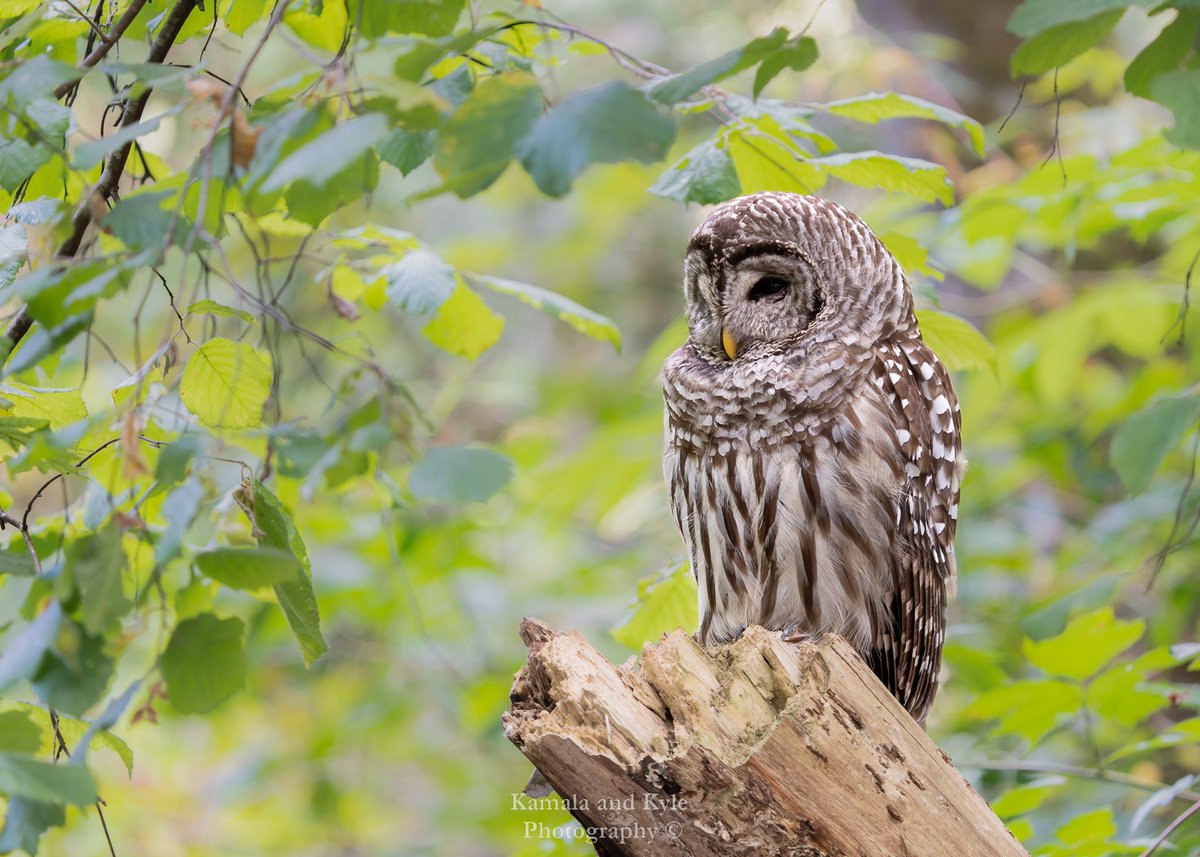 KamalaKyle's tweet photo. Found this beautiful Barred Owl in BC last spring, she sleepily kept an eye and ear on the creek below… no rest for a new parent! 
#barredowl #barredowls #strixvaria #bcowl #bcowls #owlsofbc #owlsinbc #bcowling #bcowlwatching #bcowlhunter #bcowlhunters #britishcolumbiaowl #bc https://t.co/YSVr8hmXiu