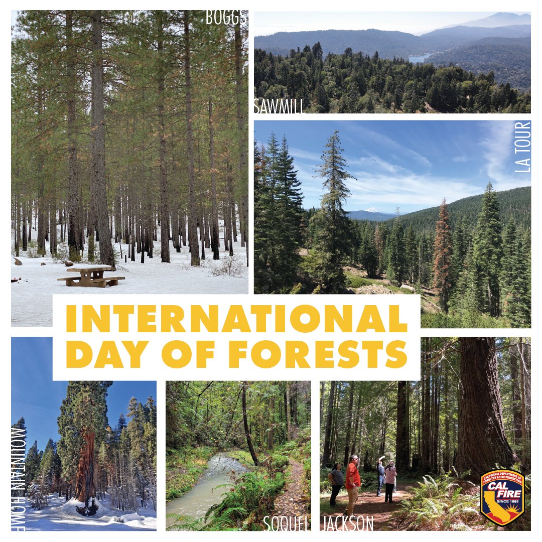 Join CAL FIRE in celebrating #InternationalDayofForests! #CA's diverse forests clean the air we breathe, provide clean water, wildlife habitat, & solace. Trees store carbon, & CAL FIRE works to ensure forests remain healthy, resilient, & sustainable for future generations.