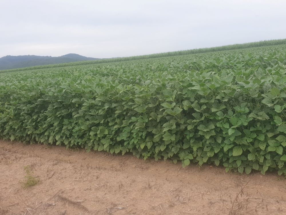 Soybean crops are looking sweet for a big harvest in the Tweed Valley region- a delightful sight for farmers in flood recovery mode. 
#feedingthefuture