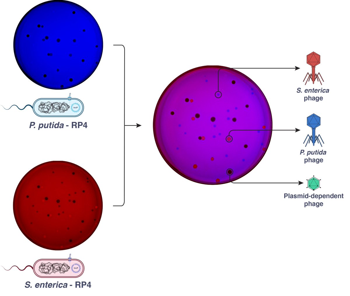 Natalia Quinones-Olvera tweet media