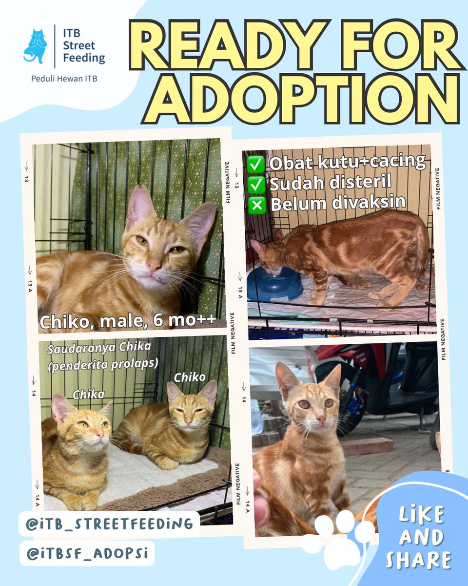 ITBSF's tweet photo. Anabuls berikutnya yang juga siap dilepas adopsi oleh kakak-kakak bucing dan penyayang anabuls πππ»
#itbstreetfeeding #kucingitb #prosteril #adopsijanganbeli #adoptdontshop https://t.co/rheSU145zT