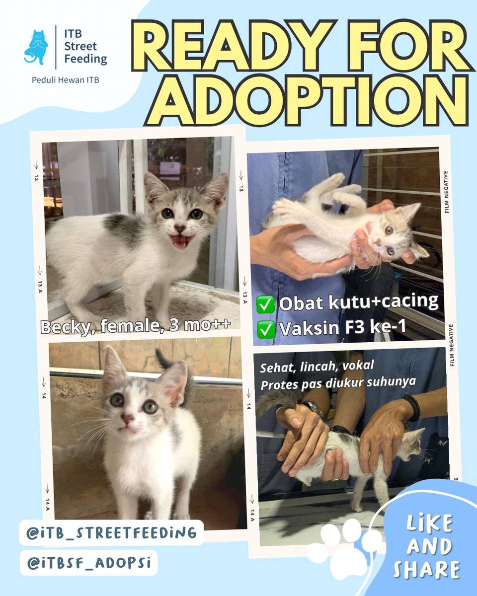 ITBSF's tweet photo. Anabuls berikutnya yang juga siap dilepas adopsi oleh kakak-kakak bucing dan penyayang anabuls πππ»
#itbstreetfeeding #kucingitb #prosteril #adopsijanganbeli #adoptdontshop https://t.co/rheSU145zT