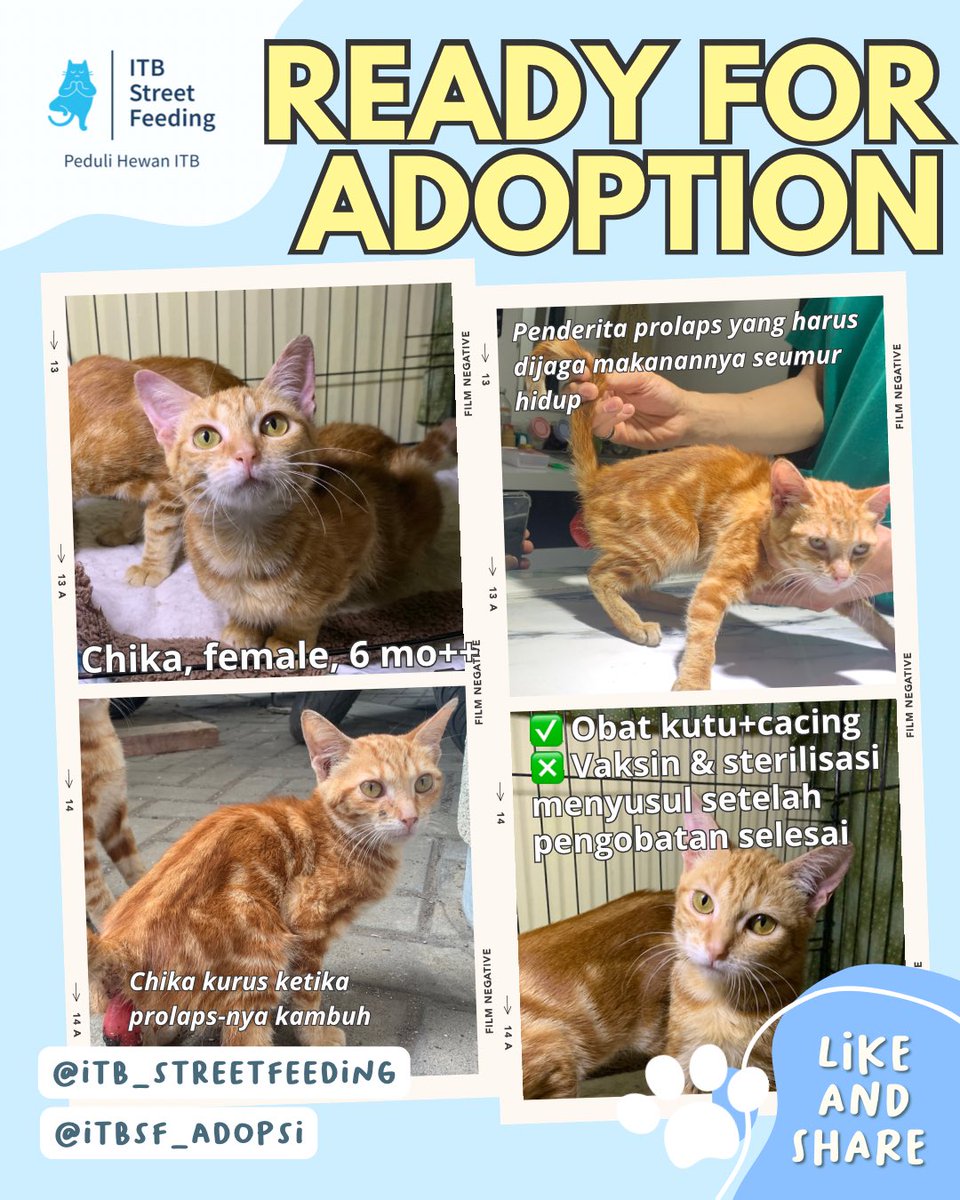 ITBSF's tweet photo. Anabuls berikutnya yang juga siap dilepas adopsi oleh kakak-kakak bucing dan penyayang anabuls πππ»
#itbstreetfeeding #kucingitb #prosteril #adopsijanganbeli #adoptdontshop https://t.co/rheSU145zT