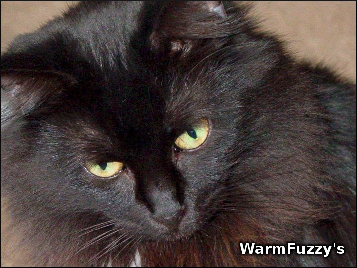WarmFuzzysOrg tweet media