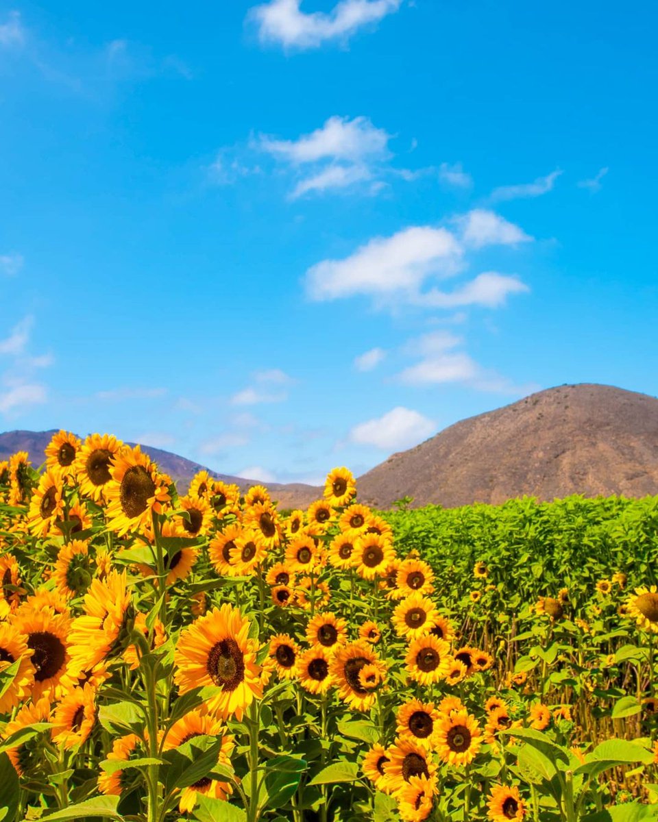 Happy First Day of Spring 🧡

Ventura County Coast in full bloom >> it's a bucket list experience you have to add!🌈🌸🌱 🌊   

pc: <a href="/photosandplanes/">Nigel 🏴󠁧󠁢󠁥󠁮󠁧󠁿🇬🇧</a>