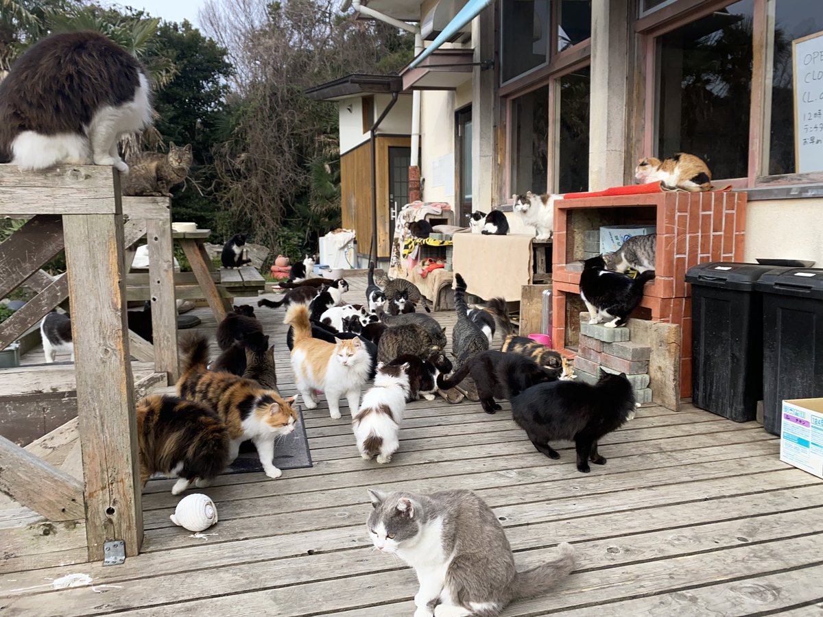 朝食バイキングはまだかにゃ？

---

おはようございます！本日3/ 21は10時から15時までの営業になります。

#田代島 #猫島 #島のえき #田代島島のえき #猫 #cat #tashiroisland https://t.co/nqxlfe9wb0