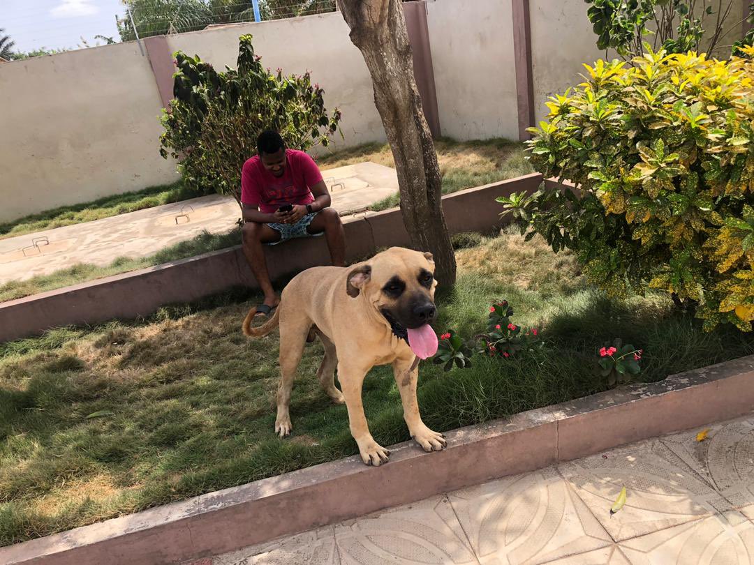 MuMmiEsGudBoi's tweet photo. You were a fine dog and great companion.
 R I P Drogo 😭💔😩 https://t.co/pR9GYx7K7q