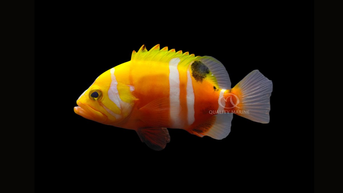 CORALmagazine's tweet photo. Imagine: A #fish species so rare that virtually no one in the #marineaquarium world—neither professional nor hobbyist—has ever seen it alive.

https://t.co/wc9vZCXkoW

#qualitymarine #NeptuneGrouper #cephalopholisigarashiensis #Cephalopholis #grouper #aquarium #rarefish #reeftank https://t.co/eZuiKLMhdU