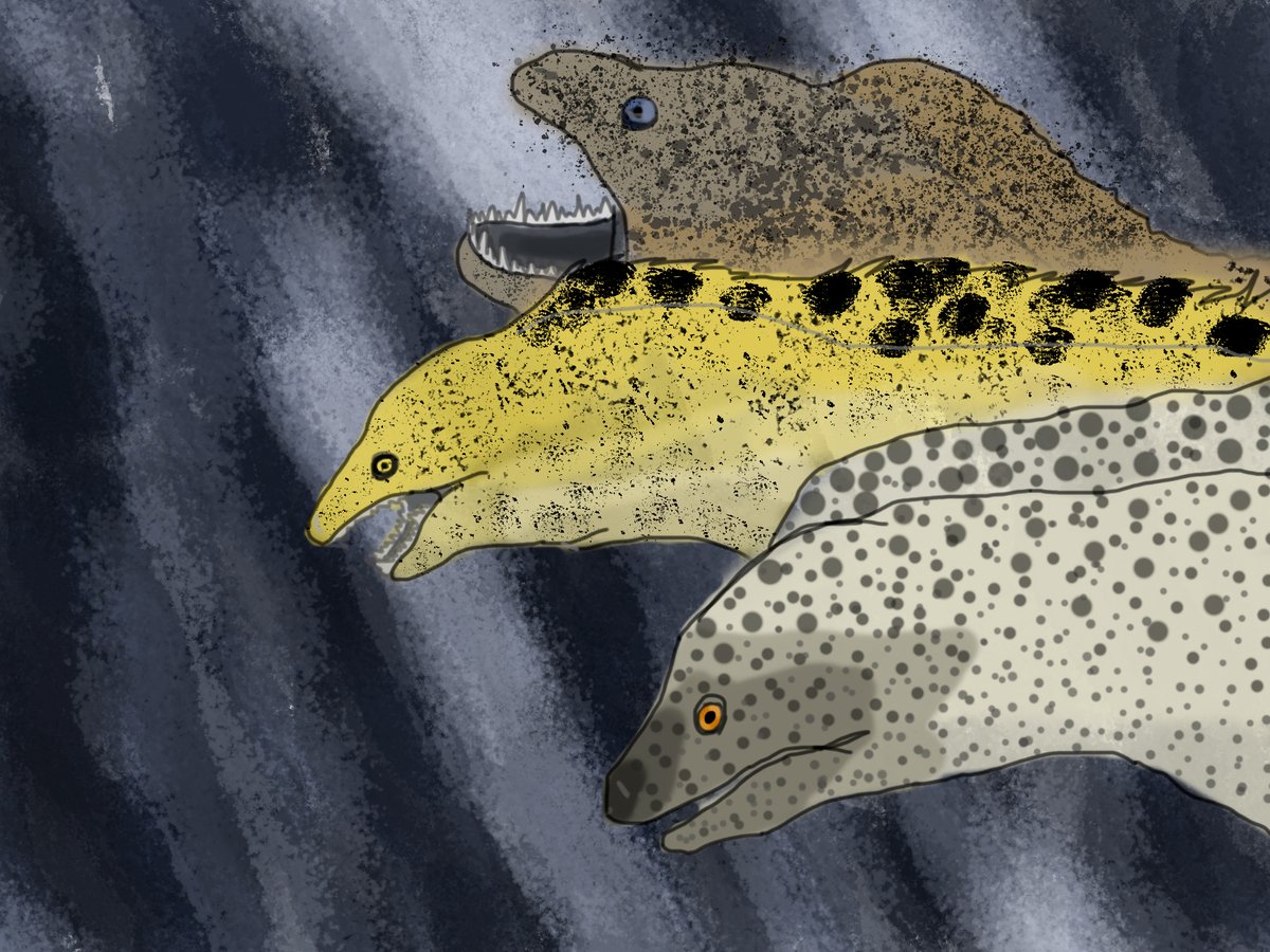 KuikkaSalla's tweet photo. #MarchDechART day 15 "Deep sea"
First of all, I CAN'T draw. Last time I did was some three years ago or something. Excuse me.
Second of all, I find eels extremely creepy. Well, why did I then spend four hours drawing them?
Good question.
(also excuse me for the second time) https://t.co/Tt0ZNVpaTp